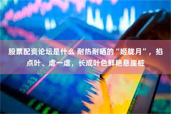 股票配资论坛是什么 耐热耐晒的“姬胧月”，掐点叶、虐一虐，长成叶色鲜艳悬崖桩