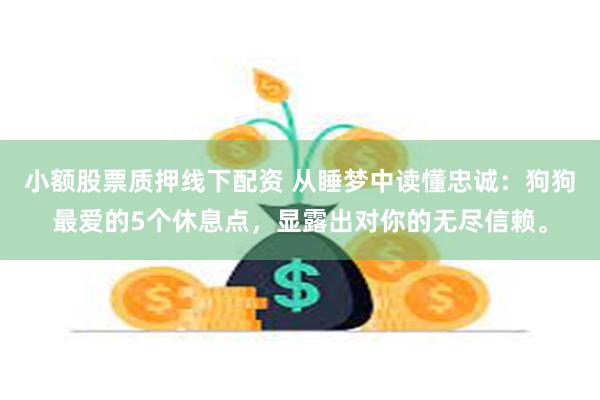小额股票质押线下配资 从睡梦中读懂忠诚：狗狗最爱的5个休息点，显露出对你的无尽信赖。
